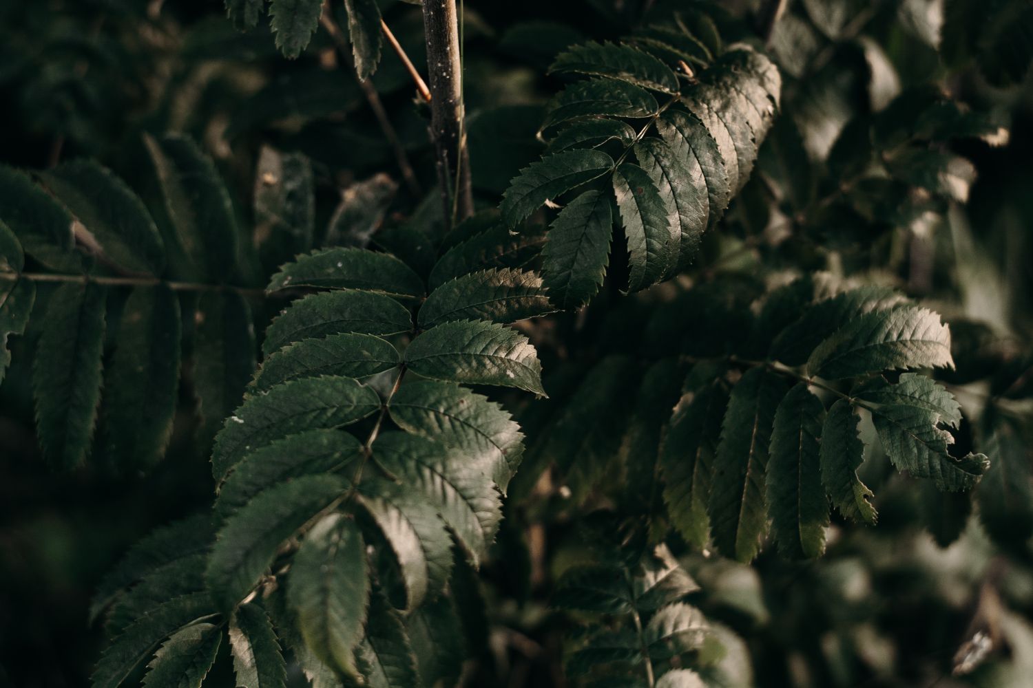 Natural sustainability