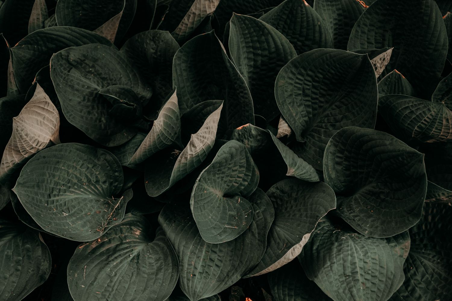 Botanical texture
